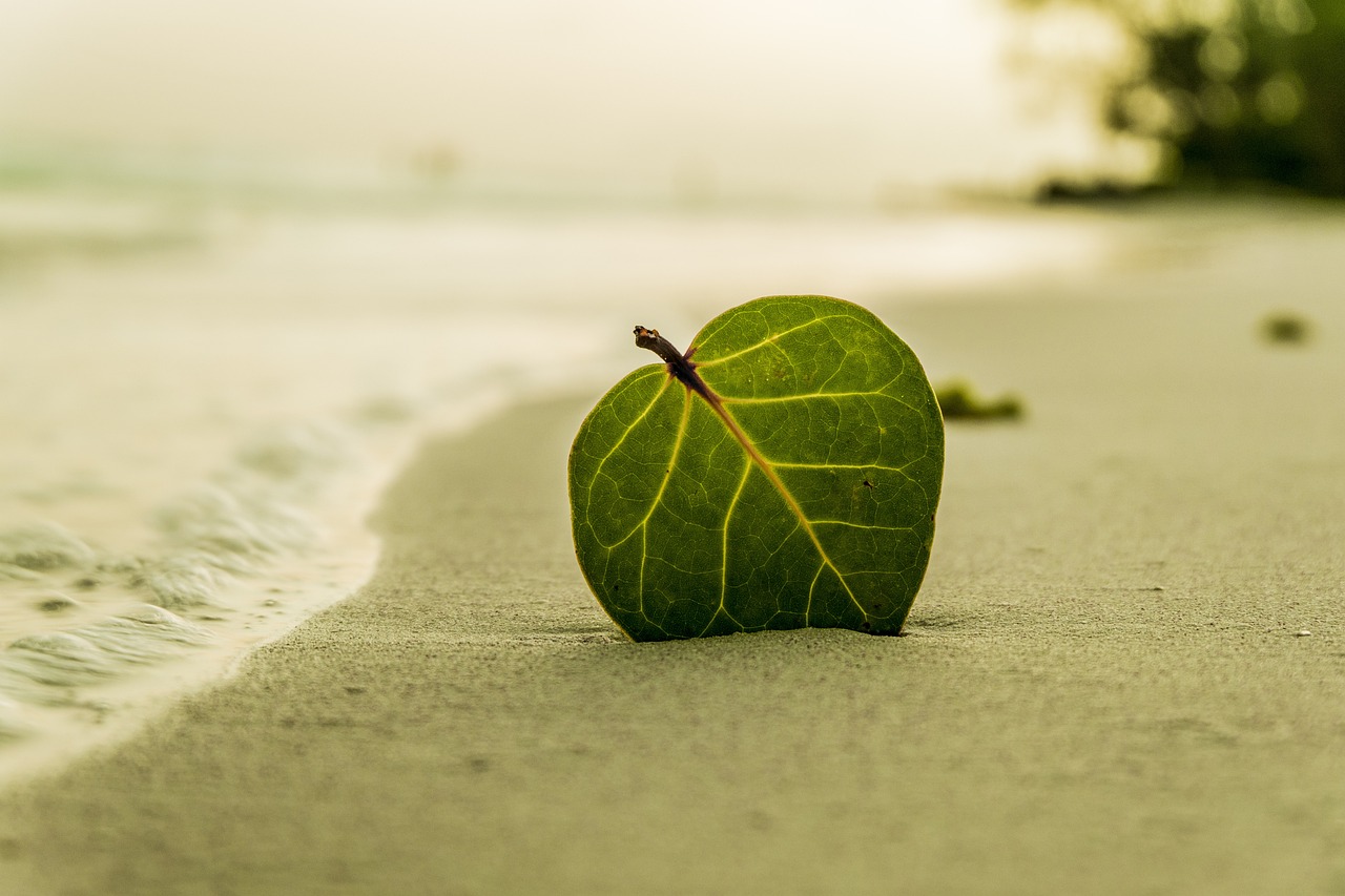 Leaf in the sand, olfactory sensory