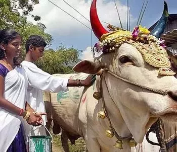 animal bells from india