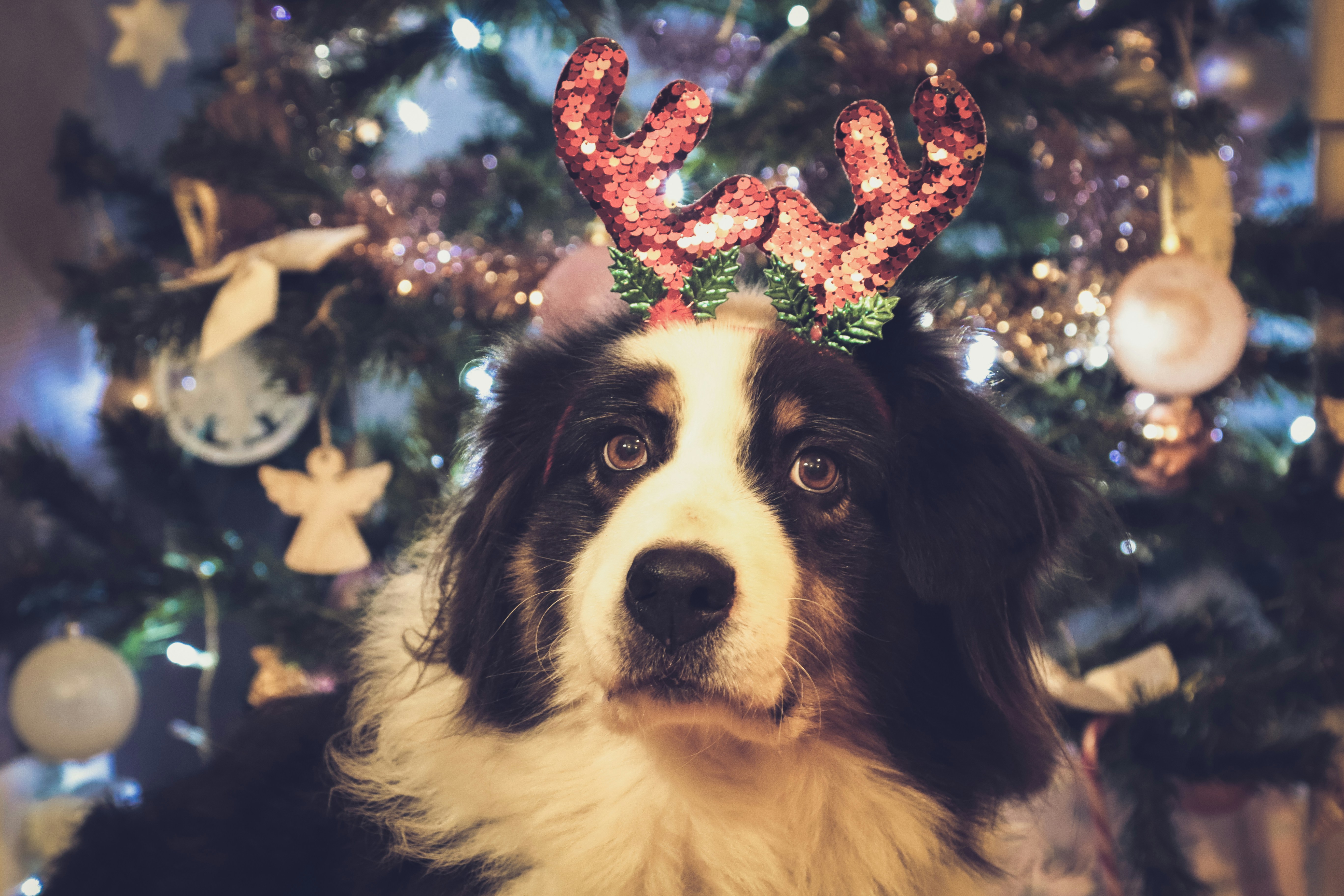 christmas holidays and pets