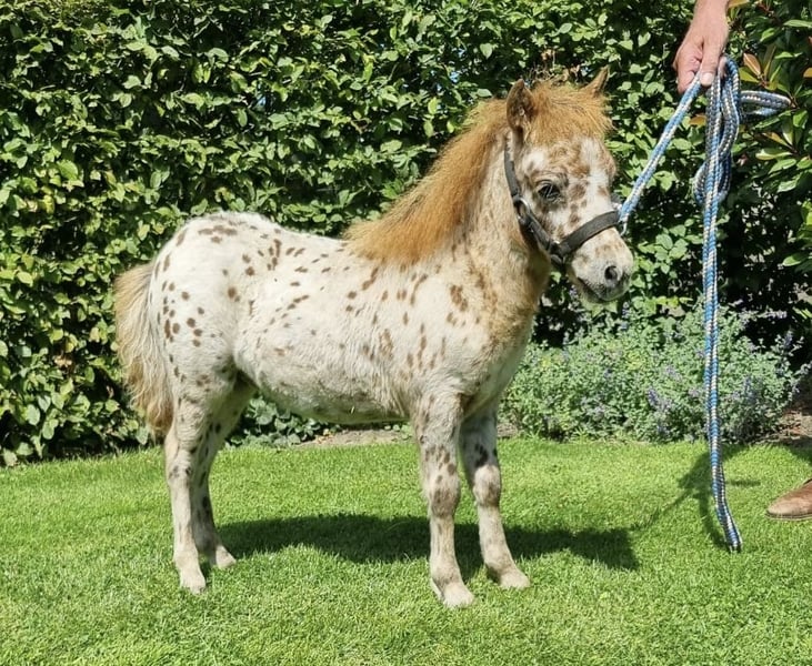 miniature pony