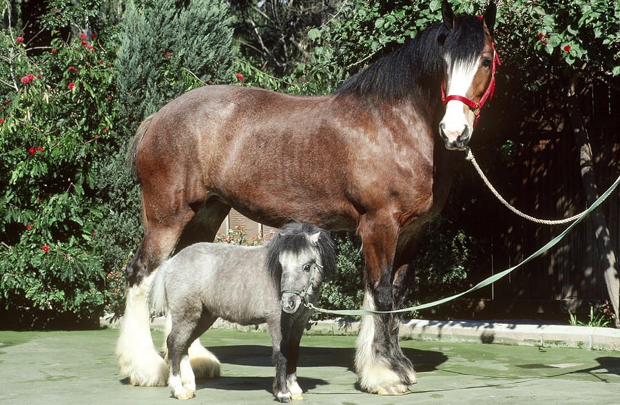 miniature pony