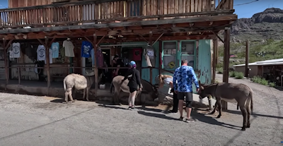 oatman burrows.png Oatman